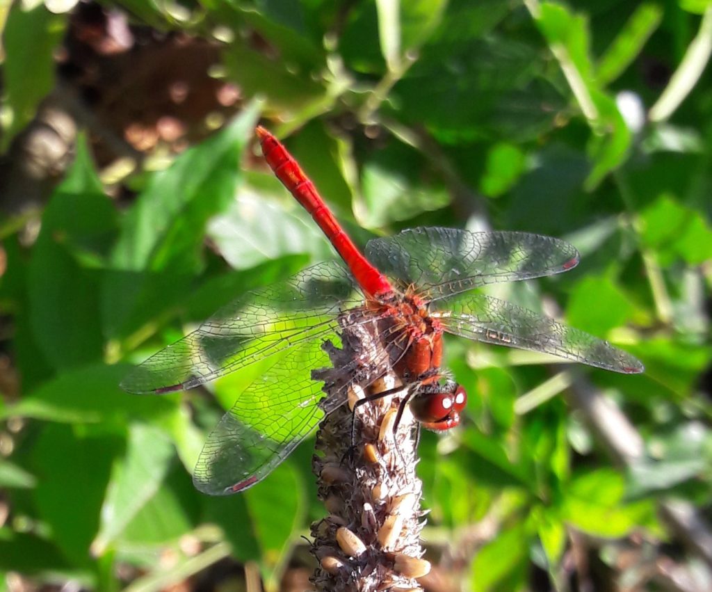 libellule posée sur une herbe